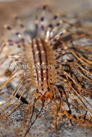: Scutigera coleoptera; House Centipede