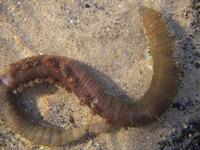 Arenicola marina - Lugworm