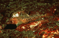 Jordania zonope, Longfin sculpin: aquarium