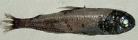 Myctophum affine, Metallic lantern fish:
