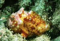 Antennatus tuberosus, Tuberculated frogfish: