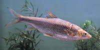 Acrossocheilus yunnanensis, : fisheries