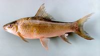 Labeo erythropterus, : fisheries