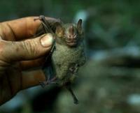 Image of: Pygoderma bilabiatum (Ipanema bat)