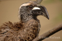 Tockus nasutus - African Grey Hornbill