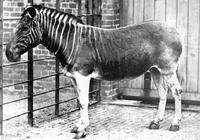 Equus quagga quagga - Quagga