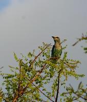 Image of: Coracias abyssinica (Abyssinian roller)