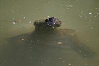 Chelydra serpentina - Common Snapping Turtle