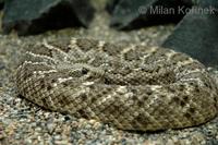 Crotalus atrox - Western Diamondback Rattlesnake