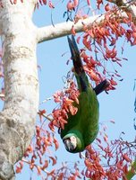 Chestnut-fronted Macaw - Ara severa