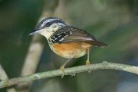Warbling Antbird - Hypocnemis cantator