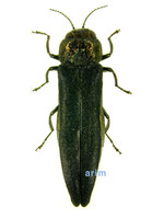 Agrilus cyaneoniger melanopterus - 가시나무비단벌레
