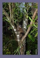 Betsileo Sportive Lemur (Lepilemur betsileo)