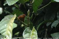Jameson's Antpecker (Parmoptila rubrifrons)