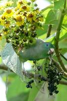 Spectacled Parrotlet- Furpus conspicillatus