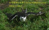 검은등제비갈매기(Sooty Tern)