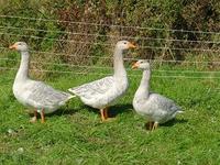 Our geese breeds include Brecon Buff, and rare blue steinbacher.