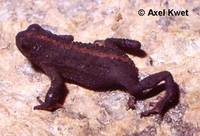 : Melanophryniscus dorsalis