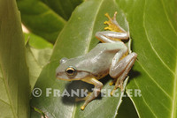 : Rhacophorus owstoni; Owston's Green Tree Frog