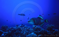: Balistoides viridescens; Titan Triggerfish