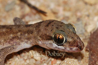 : Hemidactylus squamulatus; Tornier's Leaf-toed Gecko