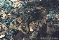 : Senticolis triaspis intermedia; Green Rat Snake