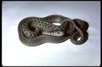 : Thamnophis couchii hydrophilus; Oregon Garter Snake