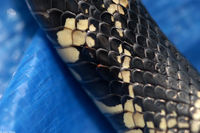 : Ophionyssus natricis; Snake Mite;
