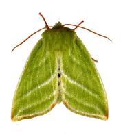 Pseudoips prasinana - Green Silver-lines