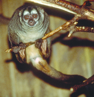 Owl monkey (Aotus sp.)