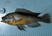 Astatoreochromis alluaudi, Alluaud's haplo: aquarium