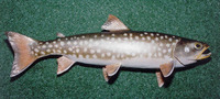 Salvelinus leucomaenis leucomaenis, Whitespotted char: fisheries, gamefish