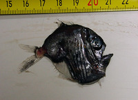 Sternoptyx diaphana, Diaphanous hatchet fish: