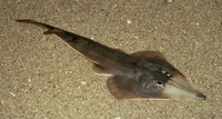 Rhinobatos horkelii, Brazilian guitarfish: fisheries