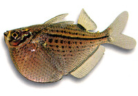 Gasteropelecus maculatus, Spotted hatchetfish: aquarium