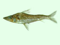 Chlorophthalmus acutifrons, Greeneye: fisheries