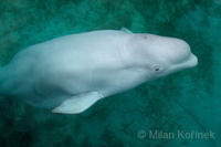 Delphinapterus leucas - Beluga Whale