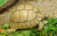 Testudo kleinmanni - Egyptian Tortoise