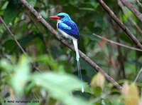 Biak Paradise-Kingfisher - Tanysiptera riedelii