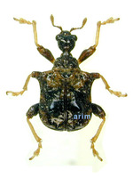 Paroplapoderus angulipertnis - 어깨넓은거위벌레