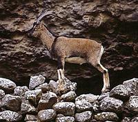 Wild Goat (Capra aegagrus)