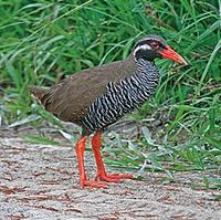 A number of rare endemics occur too, such as this Okinawa Rail (Pete Morris)