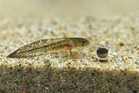 : Ambystoma macrodactylum macrodactylum; Long-toed Salamander