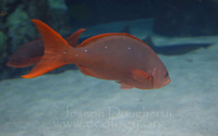 : Paranthias colonus; Pacific Creolefish