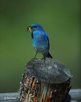 : Sialia currucoides; Mountain Bluebird