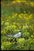 : Sterna paradisaea; Arctic Tern