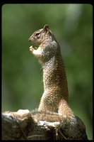 : Spermophilus variegatus; Ground Squirrel