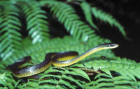 : Dendrelaphis punctulatus; Green Tree Snake