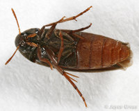 : Orchesia sp.