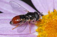 : Paragus sp.